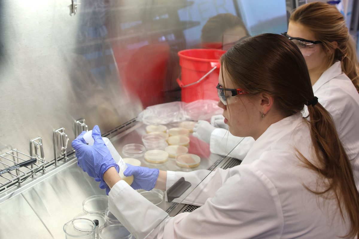 Experimenting with her lab partner, senior Elise Davis shakes a liquid in a bottle and adds it to petri dishes.